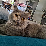 Kira participe au concours pour gagner de l'argent avec cette photo : cat, gray_cat, fluffy, pet, indoor, living_room, furniture, blanket, curious, orange_eyes, close_up, relaxed, domestic_animal, table, chair, couch, home, cozy, cute, feline