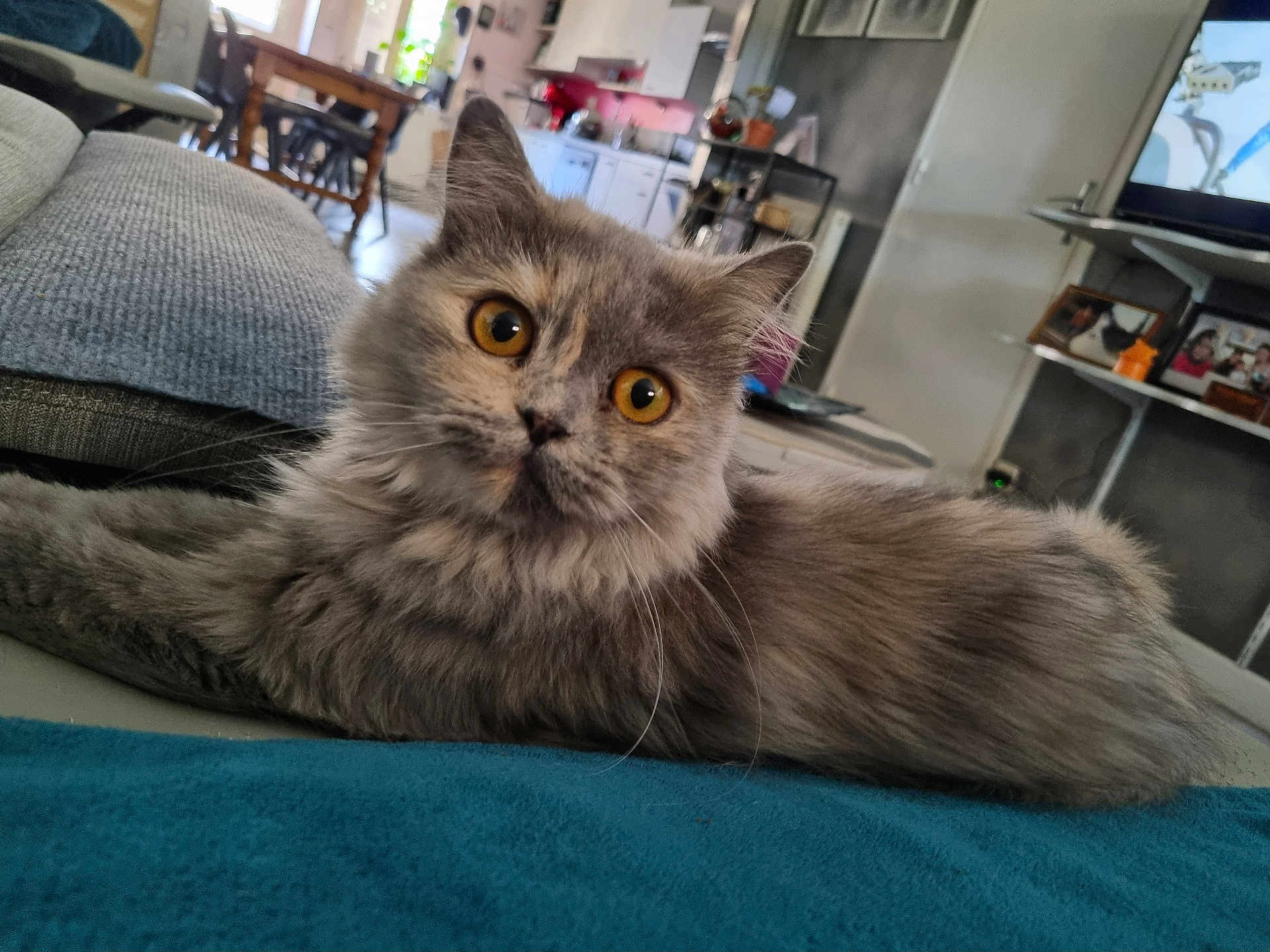 Kira participe au concours pour gagner de l'argent avec cette photo : cat, gray_cat, fluffy, pet, indoor, living_room, furniture, blanket, curious, orange_eyes, close_up, relaxed, domestic_animal, table, chair, couch, home, cozy, cute, feline