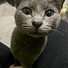 cat, gray_cat, close_up, whiskers, pet, curious, feline, indoor, soft_fur, animal, portrait, wide_eyes, lap, black_clothing, blurred_background, cute, domestic_cat, looking_up, face, ears