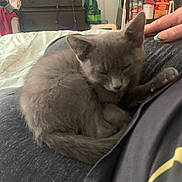 Wolfie is registered to the contest to win money with this photo: kitten, gray_cat, sleeping, curled_up, lap, hand, indoor, bed, blanket, furniture, dresser, storage_shelf, canned_food, pantry, cozy, pet, animal, resting, cute, domestic_cat