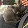 kitten, gray_cat, sleeping, curled_up, lap, hand, indoor, bed, blanket, furniture, dresser, storage_shelf, canned_food, pantry, cozy, pet, animal, resting, cute, domestic_cat