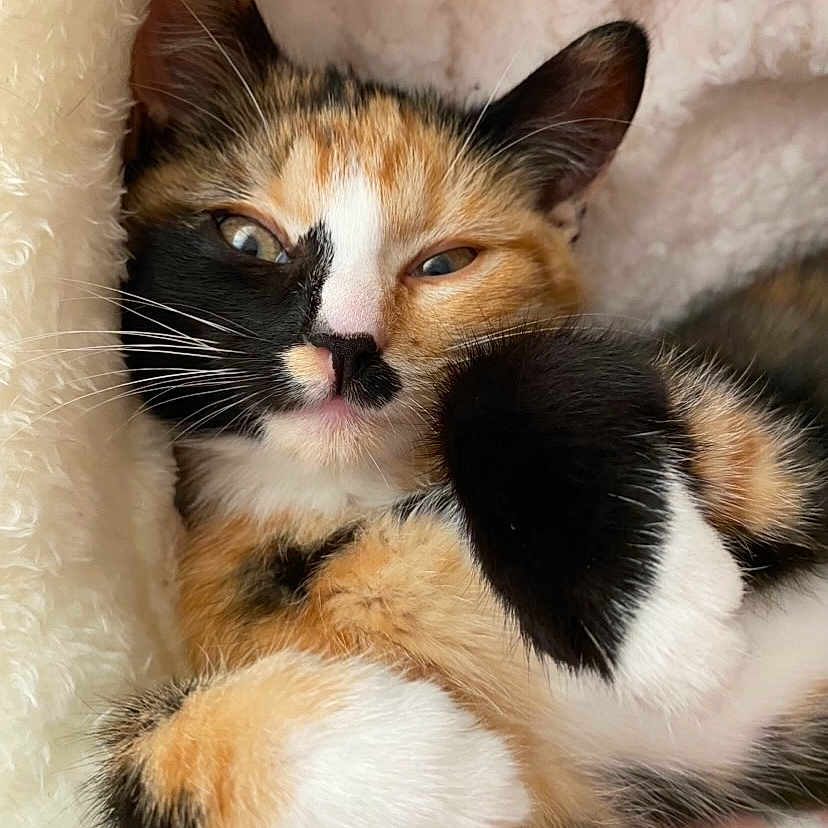 Bella is registered to the contest to win money with this photo: abyssinian, animal, blanket, cat, kitten, manx, person, pet, siamese, sleeping