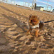 Ange participe au concours pour gagner de l'argent avec cette photo : animal, beach, clouds, cute, dog, flags, fluffy, harness, leash, nature, outdoor, pet, pomeranian, puppy, sand, shadow, sky, small_dog, sunlight, walking