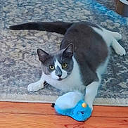 Ava joined the competition — help win amazing prizes! cat, gray_and_white, toy, plush, bird_toy, rug, floor, wood_floor, indoor, pet, animal, curious, paw, lying_down, eyes, playful, domestic_cat, feline, whiskers, ears