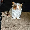 Nala joined the competition — help win amazing prizes! dog, small_dog, blue_eyes, fluffy, indoor, carpet, rug, toy, pet, animal, white_fur, brown_fur, sitting, looking, ears, long_hair, cute, domestic, floor, cozy