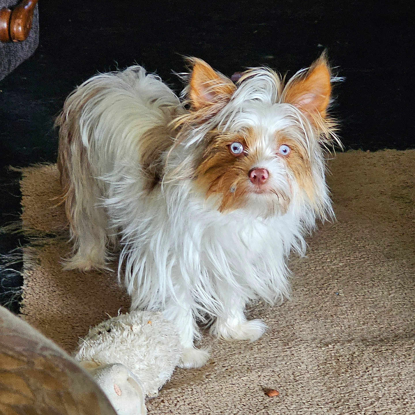 Nala is registered to the contest to win money with this photo: dog, pet, indoor, carpet, plush_toy, fur, blue_eyes, alert, small_dog, white_fur, brown_fur, ears_up, animal, cute, companion, domestic_animal, toy, playful, standing, living_room