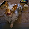 Nala is registered to the contest to win money with this photo: dog, pet, indoor, carpet, toy, playful, fur, ears, tongue, white, brown, small_dog, animal, cute, scruffy, canine, floor, looking_up, tongue_out, household