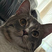 Levi joined the competition — help win amazing prizes! cat, tabby, close_up, indoor, pet, animal, whiskers, fur, face, curious, amber_eyes, domestic_cat, cozy, couch, window, blinds, soft_light, portrait, cute, feline