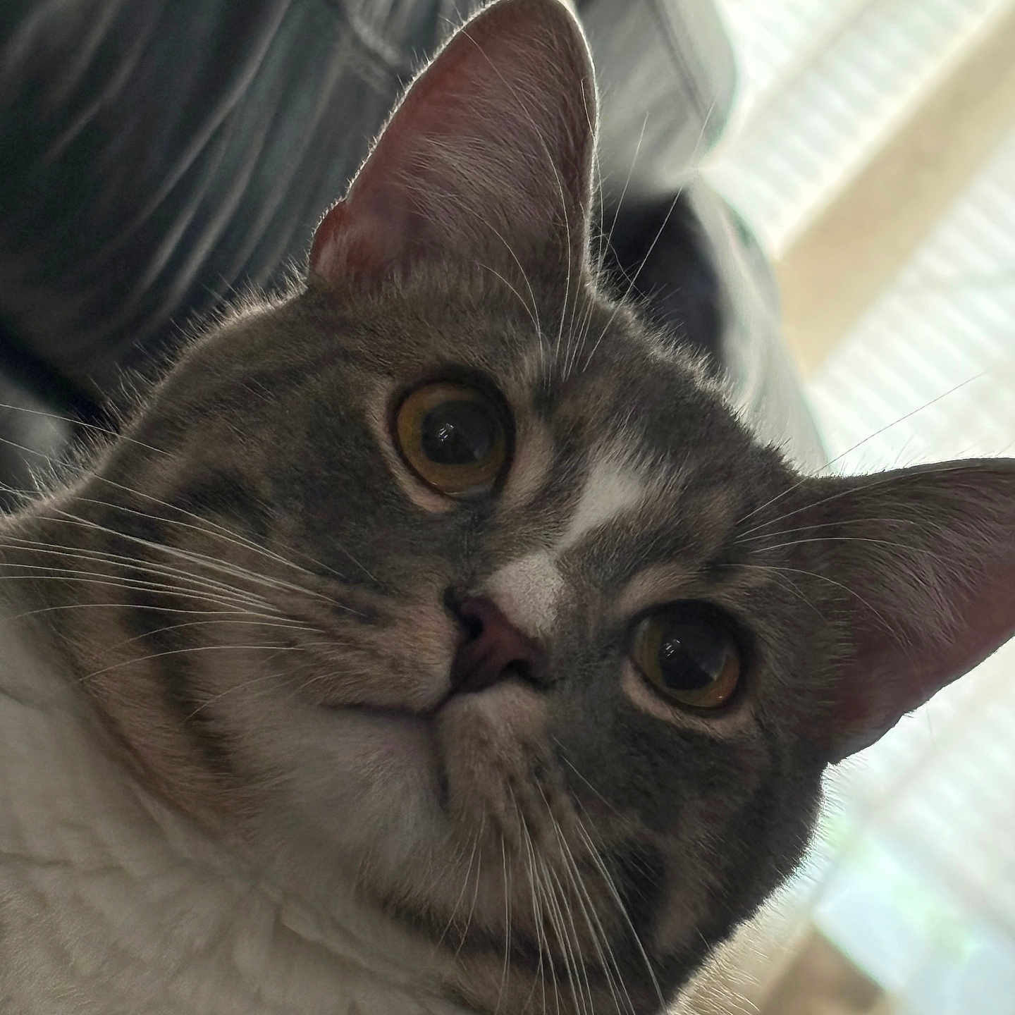 Levi
