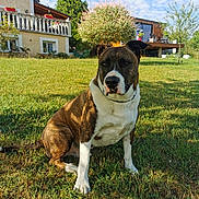Jules a rejoint le concours — aidez-le/la à gagner de superbes lots ! dog, soccer_ball, grass, house, balcony, flower_pots, tree, sky, clouds, sunlight, outdoor, pet, animal, brindle_coat, white_markings, garden, backyard, daytime, nature, leisure