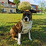 dog, soccer_ball, grass, house, balcony, flower_pots, tree, sky, clouds, sunlight, outdoor, pet, animal, brindle_coat, white_markings, garden, backyard, daytime, nature, leisure
