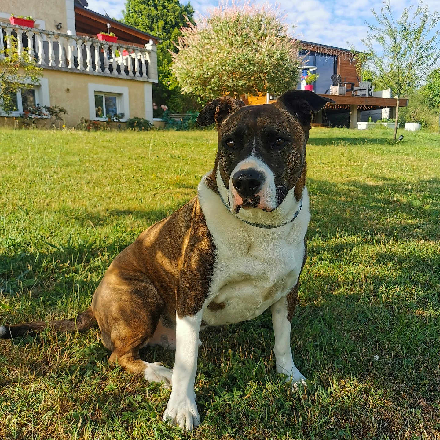 Jules a rejoint le concours — aidez-le/la à gagner de superbes lots ! dog, soccer_ball, grass, house, balcony, flower_pots, tree, sky, clouds, sunlight, outdoor, pet, animal, brindle_coat, white_markings, garden, backyard, daytime, nature, leisure