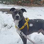 Prince participe au concours pour gagner de l'argent avec cette photo : alert, animal, background_blur, black_and_white, canine, cold, daytime, dog, forest, fur, leash, nature, outdoor, pet, snow, snowflakes, standing, weather, winter, yellow_harness