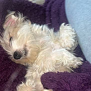 Honey joined the competition — help win amazing prizes! puppy, dog, sleeping, fluffy, white, paw, blanket, purple, cozy, cute, pet, fur, relaxed, indoors, resting, animal, closeup, soft, nap, companion