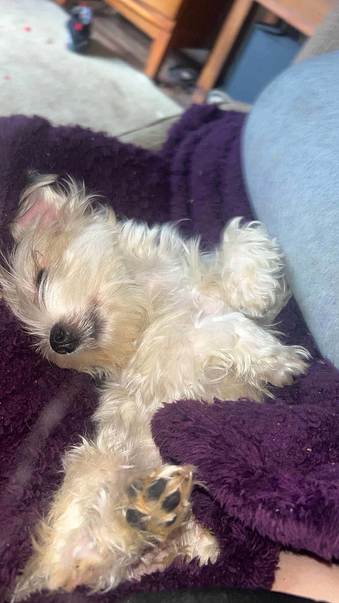 Honey joined the competition — help win amazing prizes! puppy, dog, sleeping, fluffy, white, paw, blanket, purple, cozy, cute, pet, fur, relaxed, indoors, resting, animal, closeup, soft, nap, companion