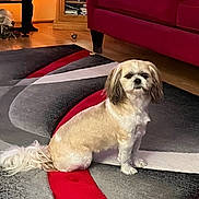 Sophieann joined the competition — help win amazing prizes! cabinet, calm, carpet, couch, cozy, decor, dog, domestic, furniture, home, indoor, lamp, living_room, pet, red, rug, seated, shaggy, small_dog, wood_floor