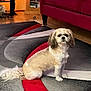cabinet, calm, carpet, couch, cozy, decor, dog, domestic, furniture, home, indoor, lamp, living_room, pet, red, rug, seated, shaggy, small_dog, wood_floor