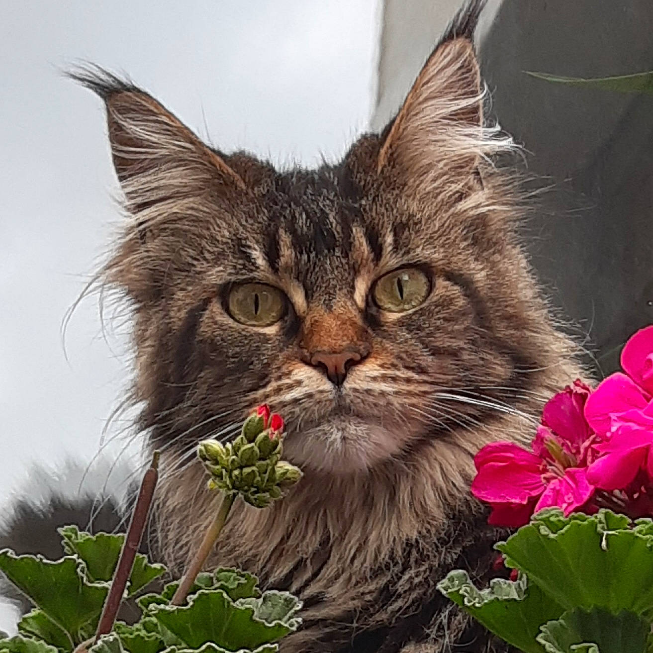 Yona participe au concours pour gagner de l'argent avec cette photo : annual_plant, carnivore, cat, felidae, flower, flowering_plant, fur, grass, groundcover, herbaceous_plant, petal, photo_caption, plant, small_to_medium_sized_cats, snout, terrestrial_animal, terrestrial_plant, tree, vehicle_registration_plate, whiskers