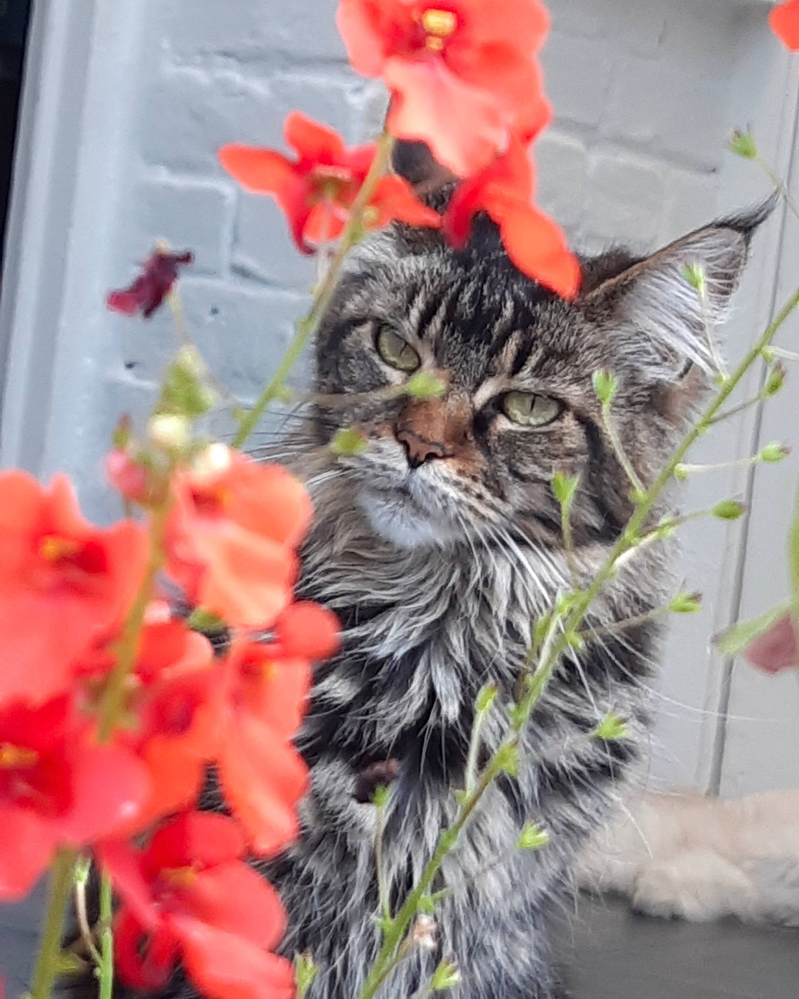 Yona participe au concours pour gagner de l'argent avec cette photo : annual_plant, botany, carnivore, cat, domestic_short_haired_cat, felidae, flower, flowering_plant, flowerpot, fur, grass, herbaceous_plant, petal, plant, plant_stem, small_to_medium_sized_cats, spring, tail, terrestrial_plant, whiskers