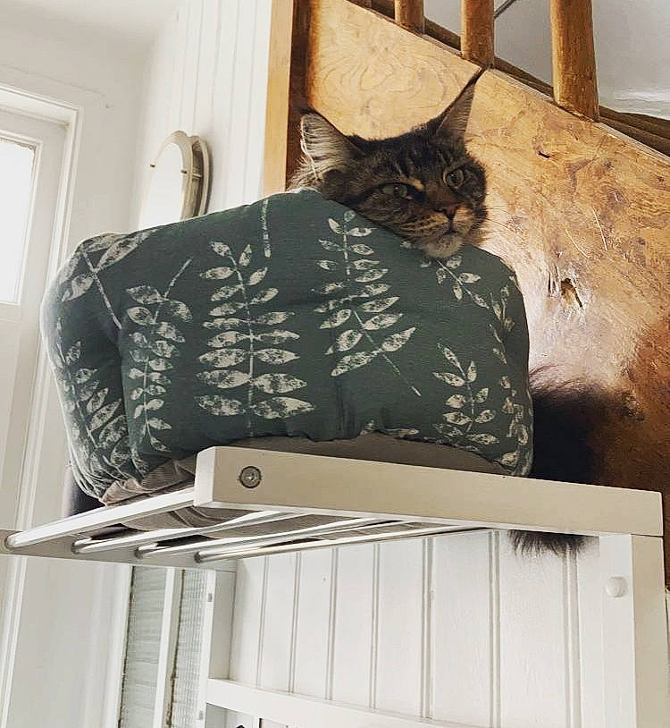 Yona participe au concours pour gagner de l'argent avec cette photo : bag, bedding, carnivore, cat, cat_supply, comfort, door, felidae, grey, hardwood, interior_design, linens, pattern, pet_supply, rectangle, room, shelving, small_to_medium_sized_cats, whiskers, wood