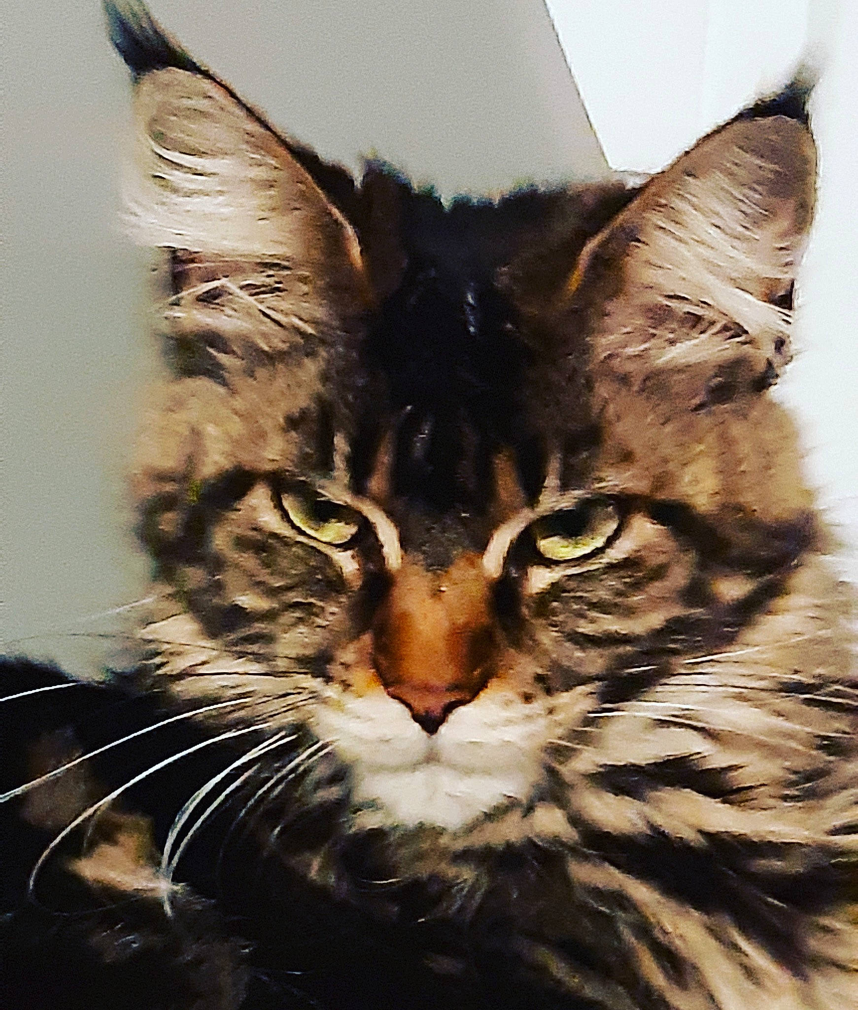 Yona participe au concours pour gagner de l'argent avec cette photo : carnivore, cat, domestic_short_haired_cat, felidae, fur, small_to_medium_sized_cats, snout, terrestrial_animal, tree, whiskers, wildlife, window