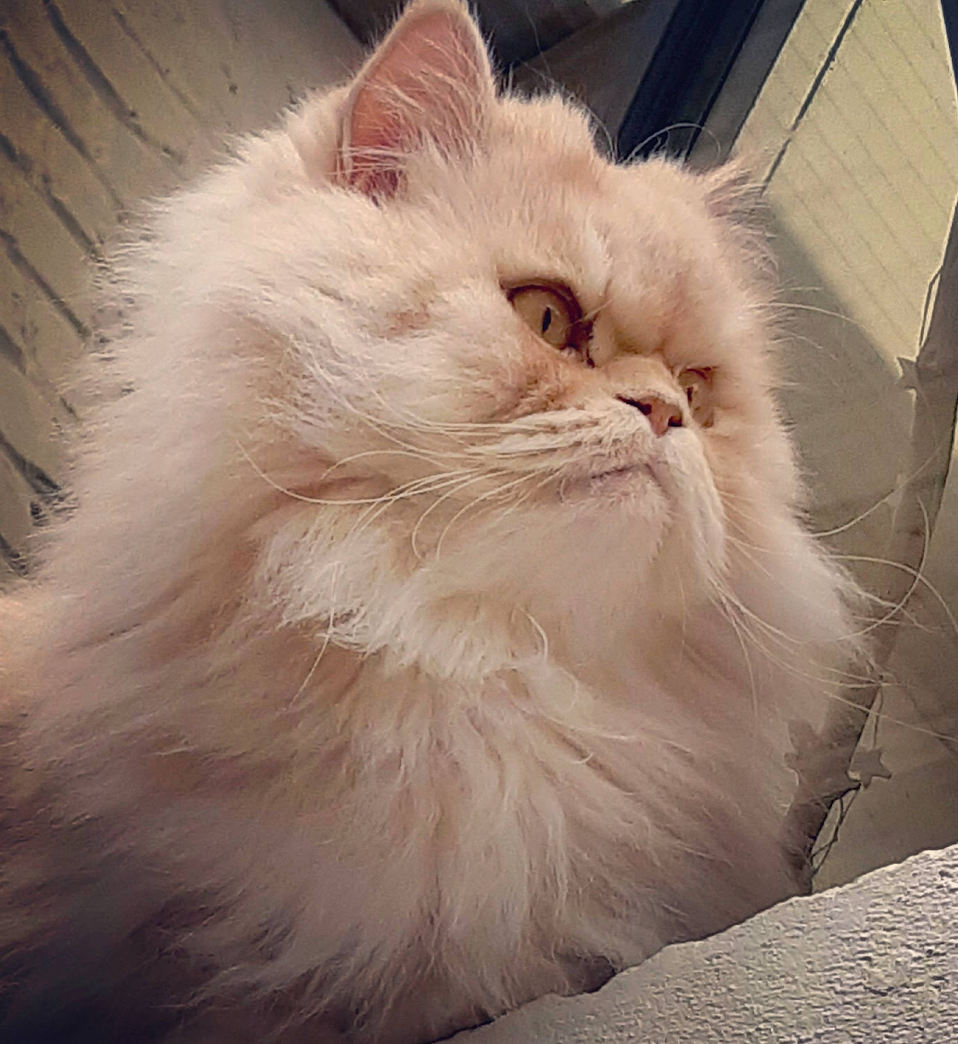 O' Malley a rejoint le concours — aidez-le/la à gagner de superbes lots ! british_longhair, carnivore, cat, comfort, felidae, fur, small_to_medium_sized_cats, snout, tail, whiskers, window