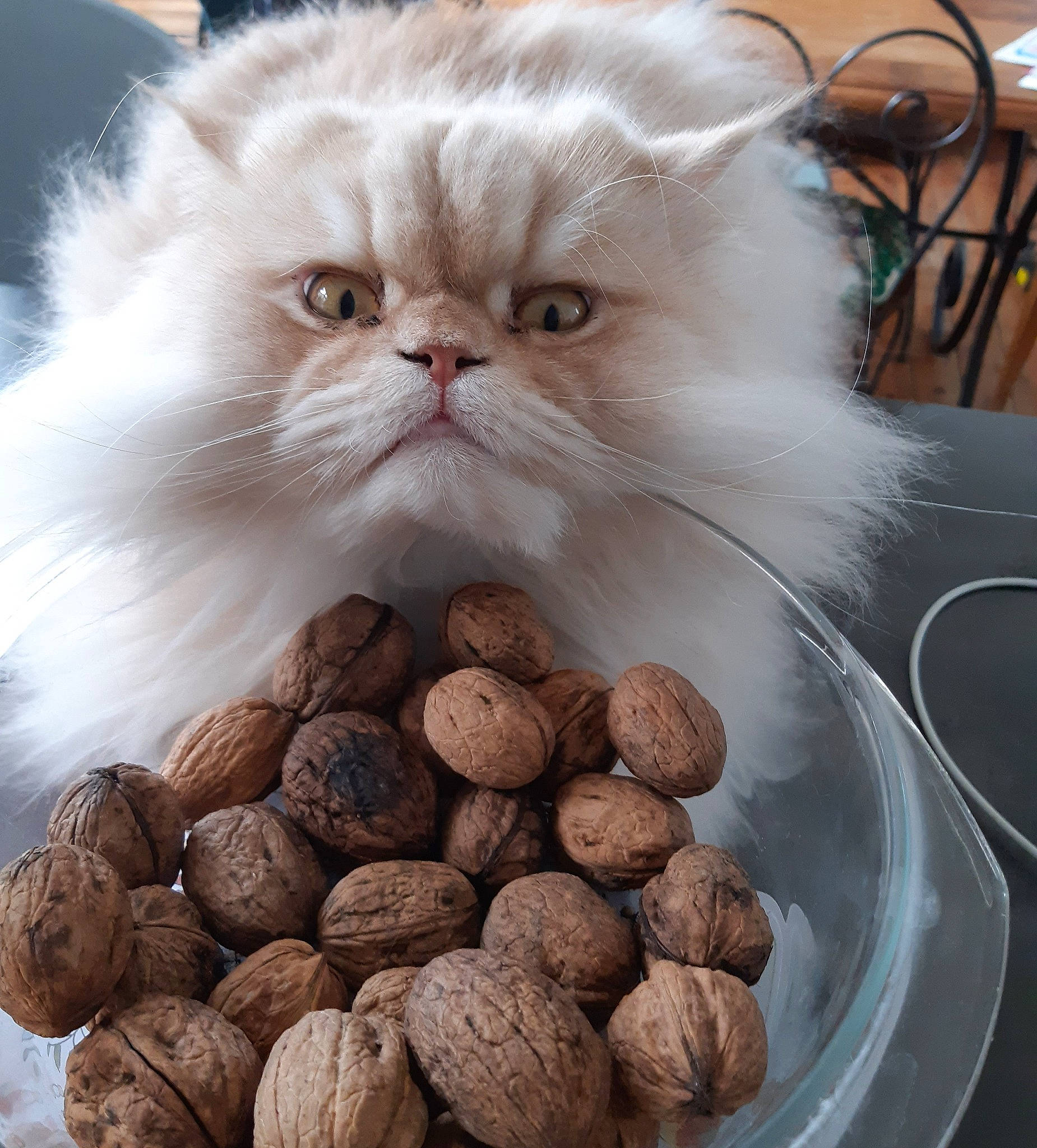 O' Malley a rejoint le concours — aidez-le/la à gagner de superbes lots ! carnivore, cat, chair, felidae, food, fur, ingredient, natural_foods, nut, nuts_seeds, persian, plant, produce, small_to_medium_sized_cats, snout, staple_food, superfood, vegetable, walnut, whiskers