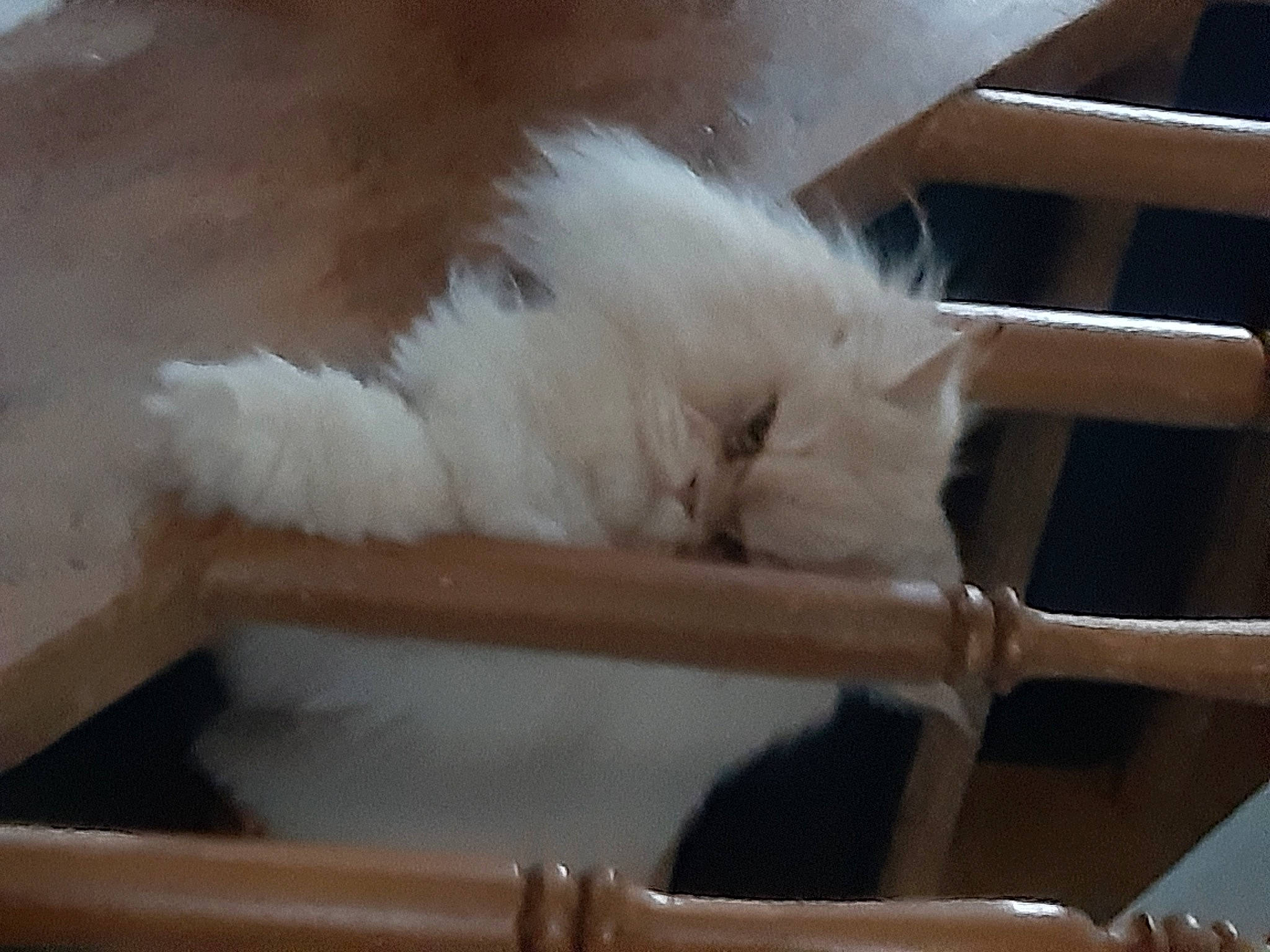 O' Malley a rejoint le concours — aidez-le/la à gagner de superbes lots ! british_longhair, carnivore, cat, cat_supply, chair, fawn, felidae, fur, paw, ragdoll, small_to_medium_sized_cats, tail, whiskers, window, wood