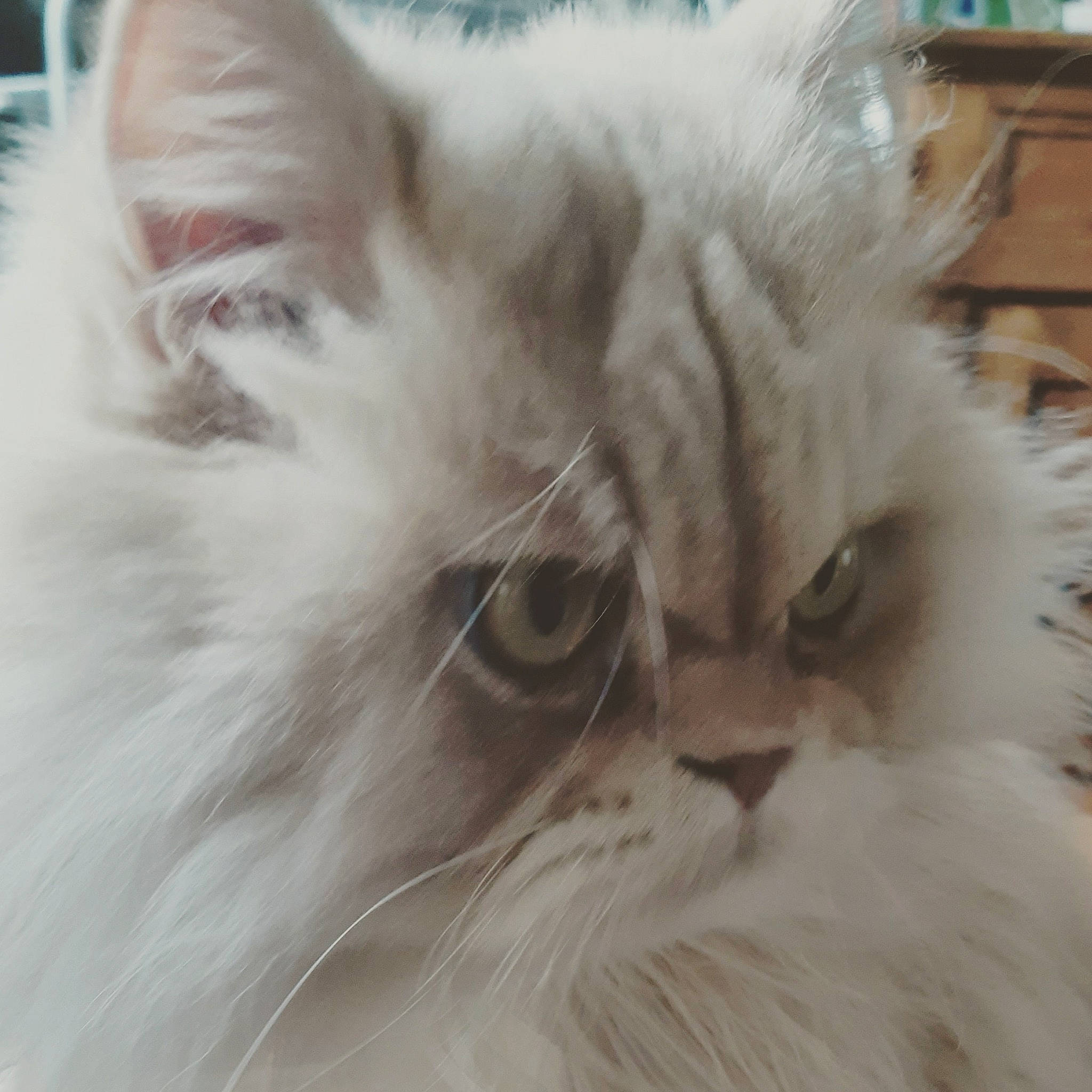 O' Malley participe au concours pour gagner de l'argent avec cette photo : british_longhair, carnivore, cat, comfort, fawn, felidae, fur, mammal, paw, persian, ragdoll, selkirk_rex, small_to_medium_sized_cats, snout, tail, terrestrial_animal, whiskers