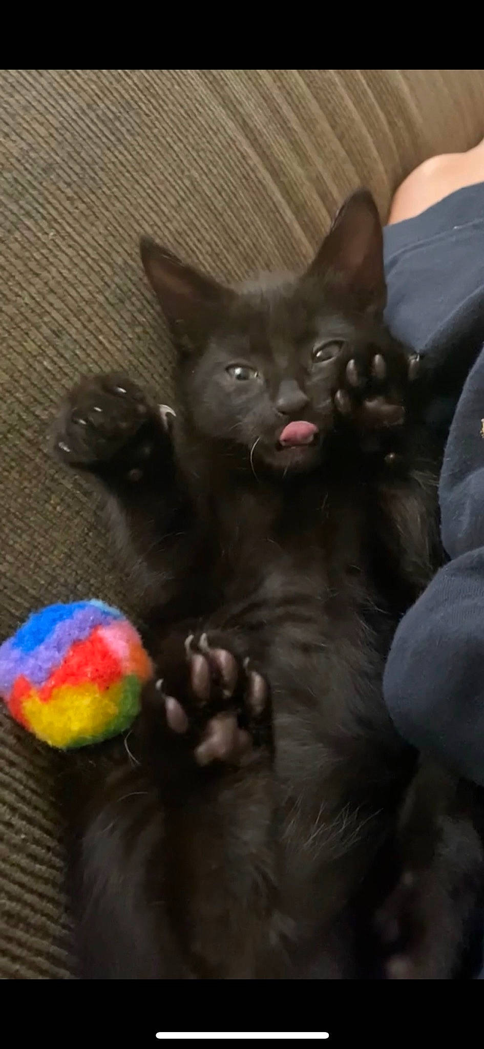 Harlow is registered to the contest to win money with this photo: ball, black_cat, bombay, candy, carnivore, cat, claw, dessert, domestic_short_haired_cat, felidae, food, fur, glass, paw, small_to_medium_sized_cats, snout, tail, terrestrial_animal, toy, whiskers