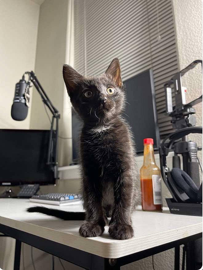 Harlow joined the competition — help win amazing prizes! carnivore, cat, computer, computer_desk, computer_keyboard, computer_monitor, desk, desktop_computer, domestic_short_haired_cat, felidae, furniture, input_device, output_device, peripheral, personal_computer, room, small_to_medium_sized_cats, table, tail, whiskers