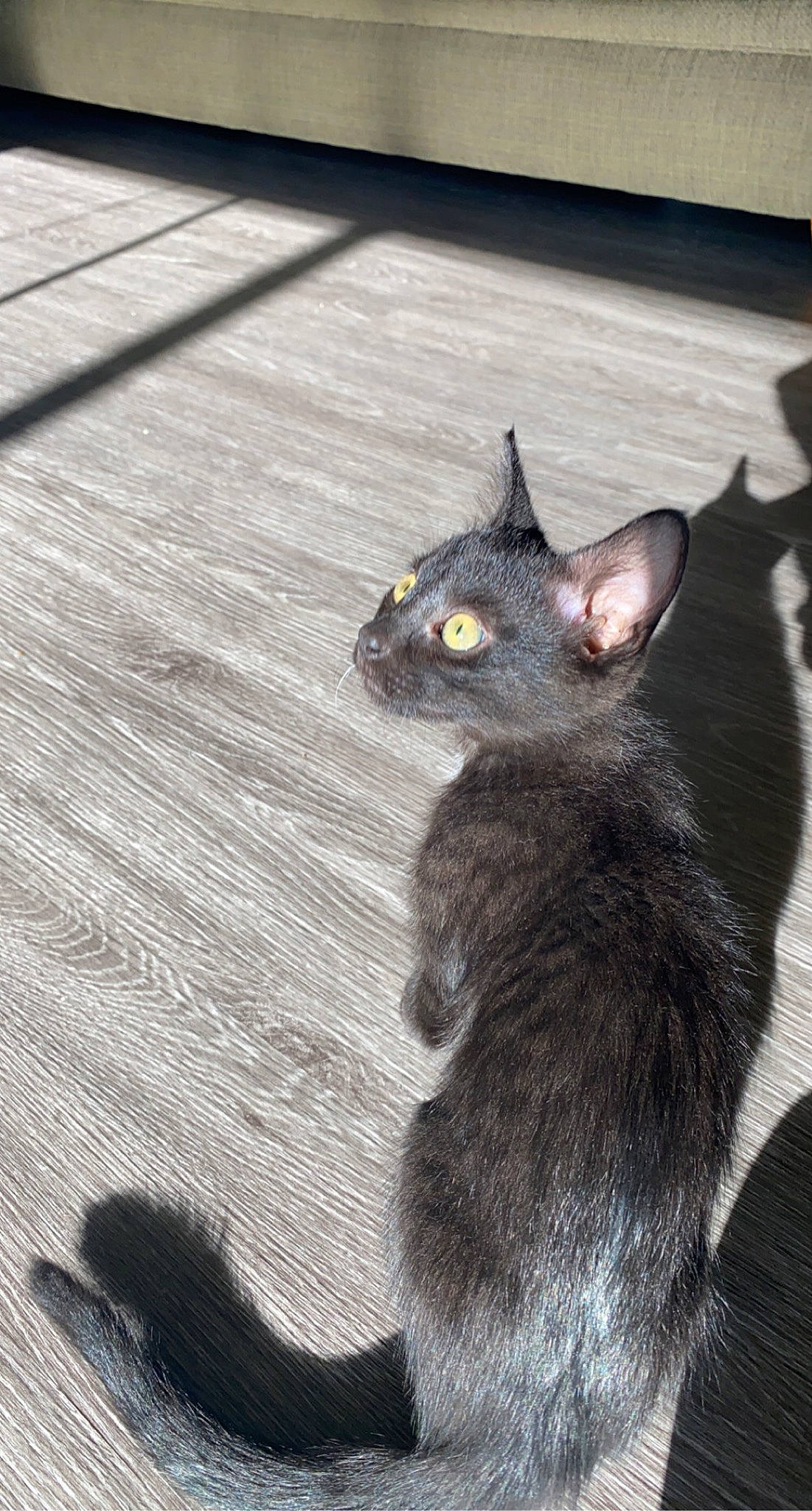 Harlow joined the competition — help win amazing prizes! black_cat, bombay, carnivore, cat, claw, comfort, domestic_short_haired_cat, ear, felidae, flooring, fur, grey, hardwood, havana_brown, paw, small_to_medium_sized_cats, snout, tail, whiskers, wood