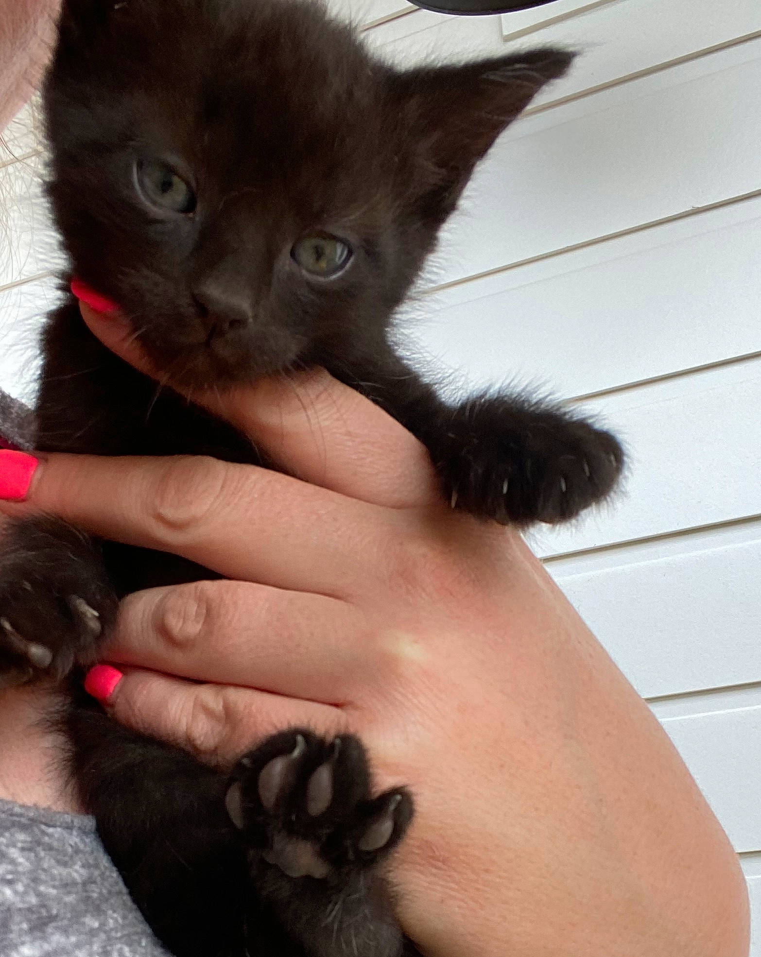 Harlow joined the competition — help win amazing prizes! black_cat, bombay, carnivore, cat, claw, comfort, domestic_short_haired_cat, felidae, finger, foot, fur, gesture, nail, paw, small_to_medium_sized_cats, snout, tail, thumb, whiskers, wrist