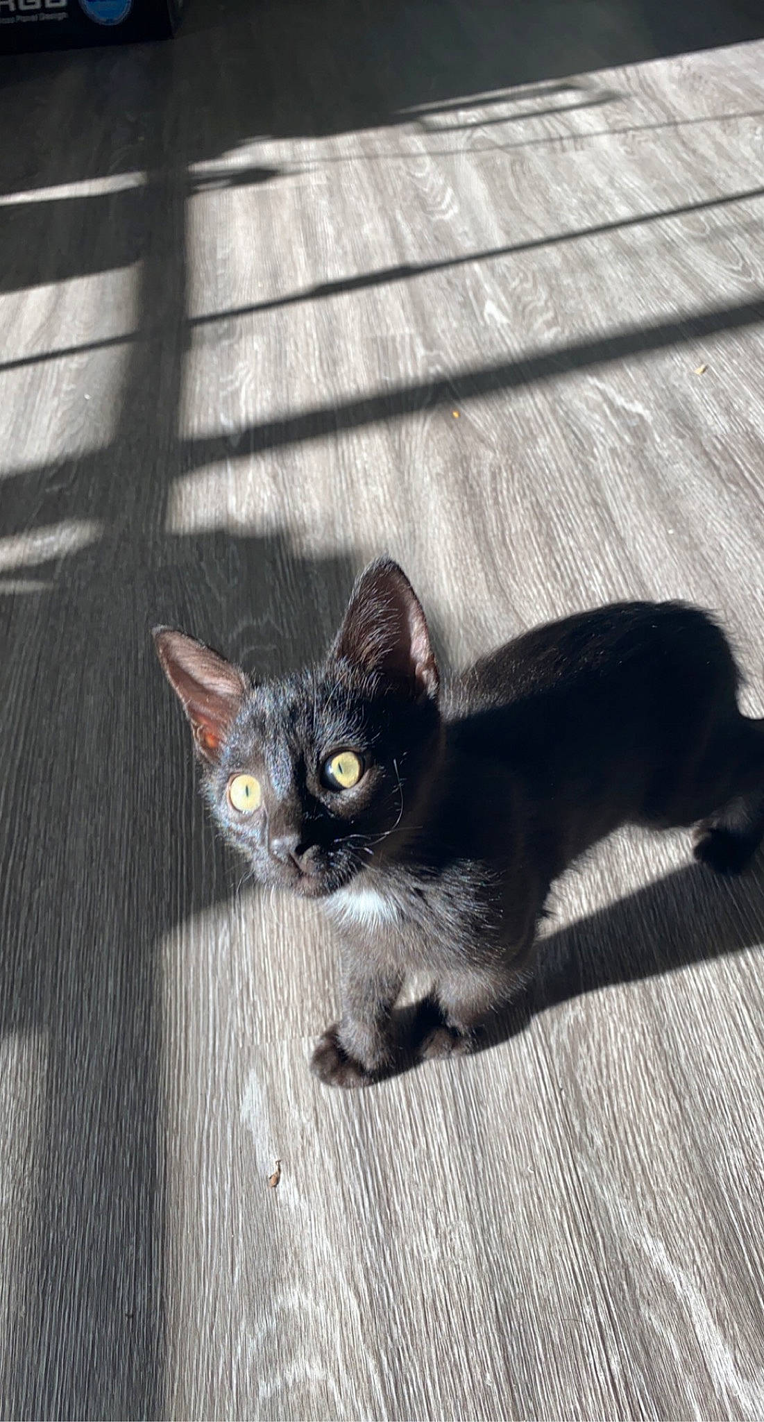 Harlow joined the competition — help win amazing prizes! black_cat, carnivore, cat, claw, domestic_short_haired_cat, eye, felidae, floor, flooring, fur, grey, hardwood, paw, road_surface, shadow, small_to_medium_sized_cats, snout, tail, whiskers, wood