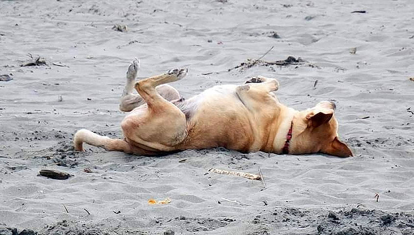 Buddy is registered to the contest to win money with this photo: beach, canidae, carnivore, comfort, dog, dog_breed, earless_seal, fawn, mammal, marine_mammal, nap, non_sporting_group, sand, sea, seal, soil, sporting_group, terrestrial_animal, vertebrate, wildlife