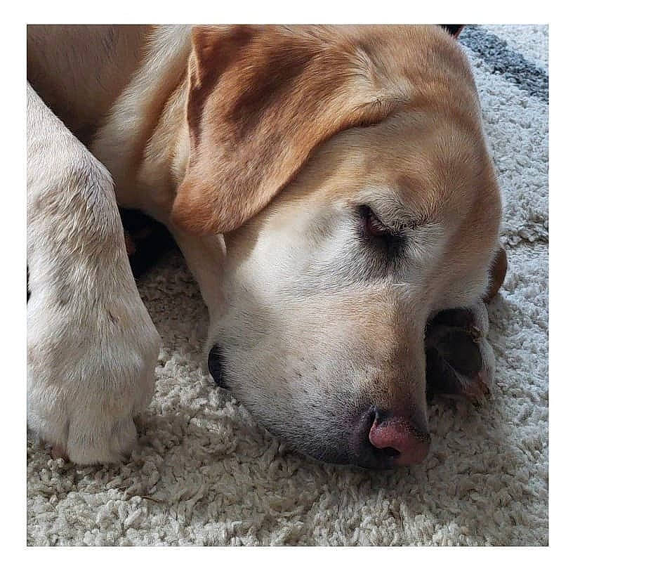 Buddy joined the competition — help win amazing prizes! beauty, bored, canidae, carnivore, comfort, companion_dog, dog, dog_breed, fur, labrador_retriever, paw, sporting_group, terrestrial_animal, whiskers, working_animal