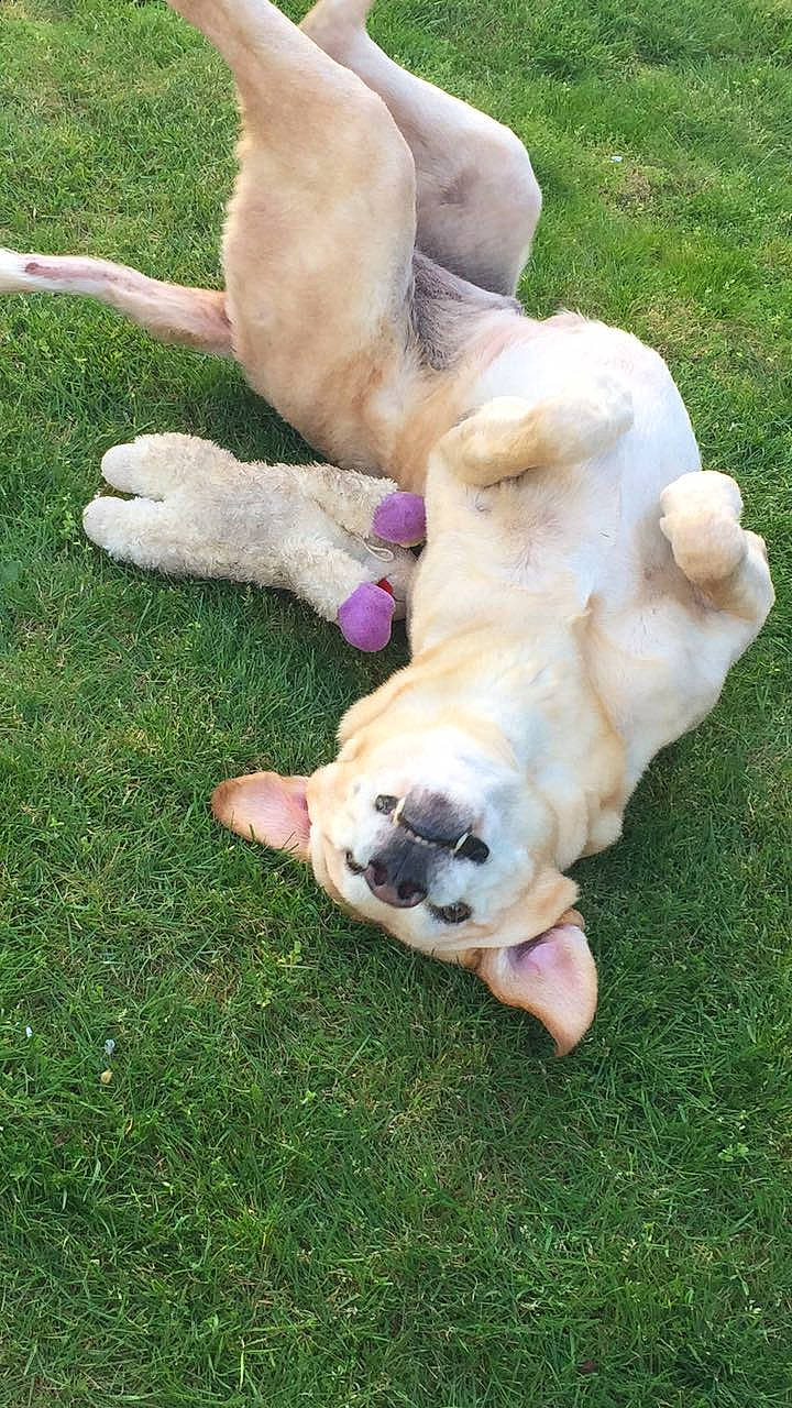 Buddy joined the competition — help win amazing prizes! canidae, carnivore, companion_dog, dog, dog_breed, fawn, fur, gesture, grass, pasture, paw, plant, puppy, snout, sporting_group, tail, terrestrial_animal, wildlife, working_animal, wrinkle