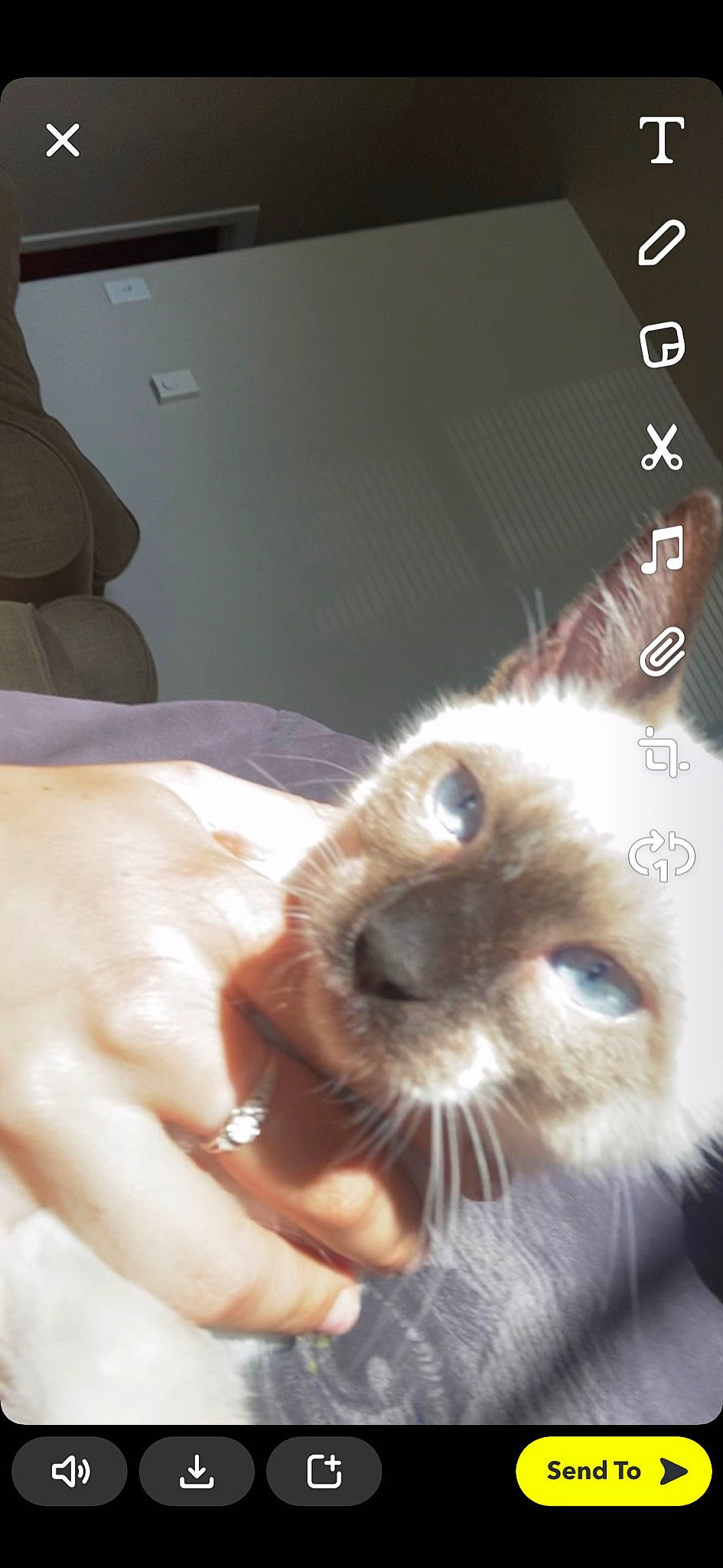 Blu is registered to the contest to win money with this photo: balinese, carnivore, cat, companion_dog, ear, eyelash, felidae, font, fur, gesture, nail, paw, photo_caption, siamese, small_to_medium_sized_cats, snout, terrestrial_animal, thai, tonkinese, whiskers