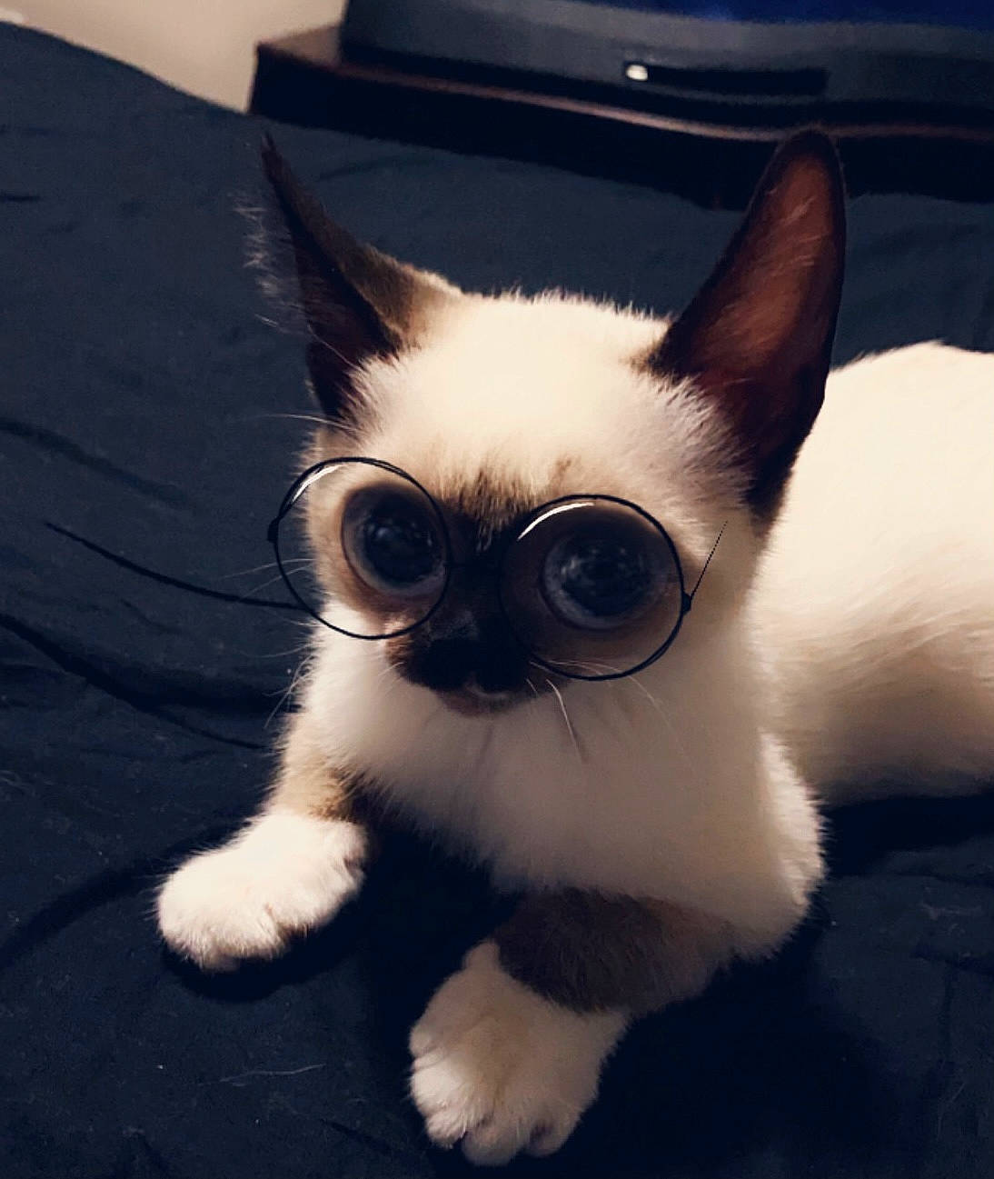 Blu is registered to the contest to win money with this photo: carnivore, cat, claw, comfort, eyewear, fawn, felidae, foot, fur, paw, photo_caption, siamese, sitting, small_to_medium_sized_cats, snout, tail, terrestrial_animal, whiskers