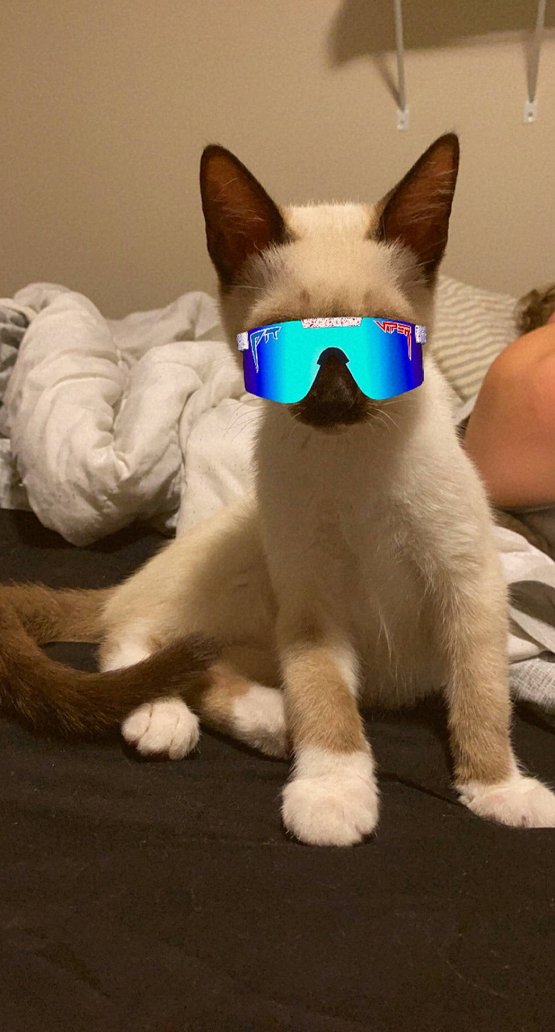 Blu joined the competition — help win amazing prizes! canidae, carnivore, collar, companion_dog, dog_breed, electric_blue, eyewear, fashion_accessory, fawn, felidae, fur, paw, pet_supply, small_to_medium_sized_cats, snout, sunglasses, tail, terrestrial_animal, whiskers, working_animal