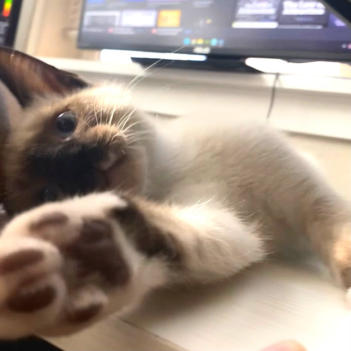 Blu joined the competition — help win amazing prizes! carnivore, cat, cloud, comfort, computer_keyboard, desk, domestic_short_haired_cat, felidae, floor, flooring, fur, hardwood, input_device, paw, personal_computer, small_to_medium_sized_cats, snout, tail, whiskers, wood