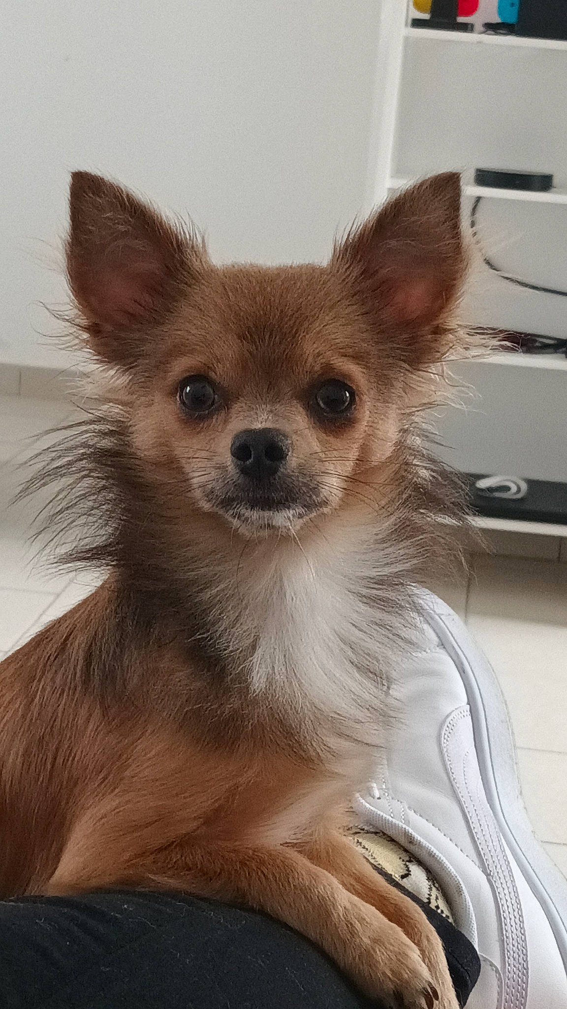 Tobby a rejoint le concours — aidez-le/la à gagner de superbes lots ! canidae, carnivore, chihuahua, companion_dog, computer_keyboard, computer_monitor, corgi_chihuahua, dog, dog_breed, dog_supply, fawn, fur, home_appliance, input_device, peripheral, printer, snout, terrestrial_animal, toy_dog, whiskers