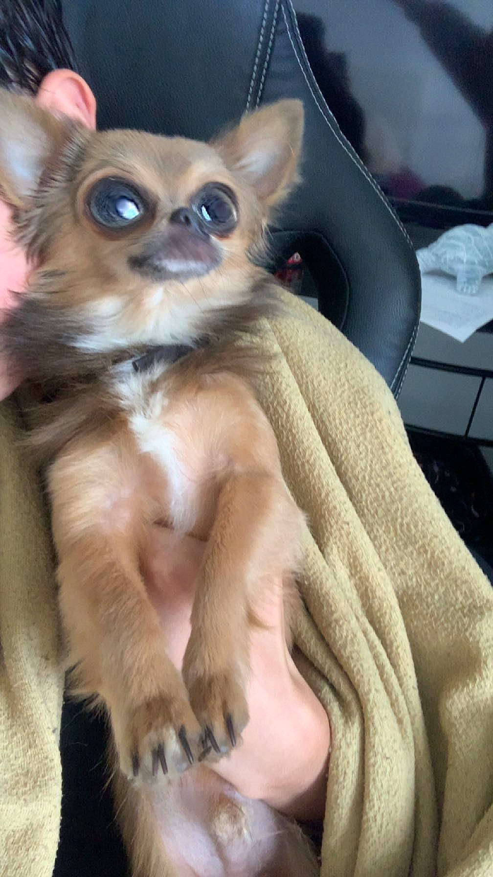 Tobby a rejoint le concours — aidez-le/la à gagner de superbes lots ! auto_part, canidae, carnivore, comfort, companion_dog, dog, dog_breed, dog_supply, fashion_accessory, fawn, fur, primate, snout, tail, terrestrial_animal, toy_dog, whiskers, wildlife