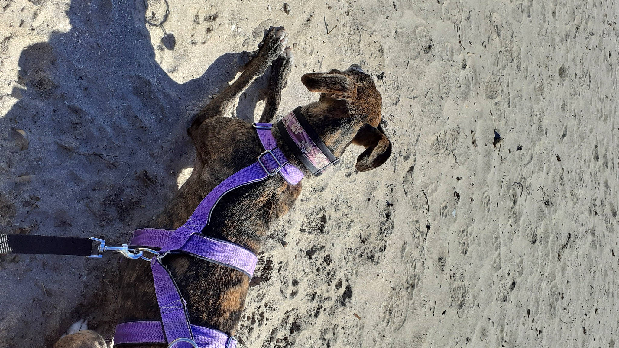 Shana a rejoint le concours — aidez-le/la à gagner de superbes lots ! beach, carnivore, collar, dog, dog_breed, dog_collar, fawn, fun, landscape, leash, mythical_creature, recreation, rock, sand, shadow, slope, soil, sporting_group, wood, working_animal