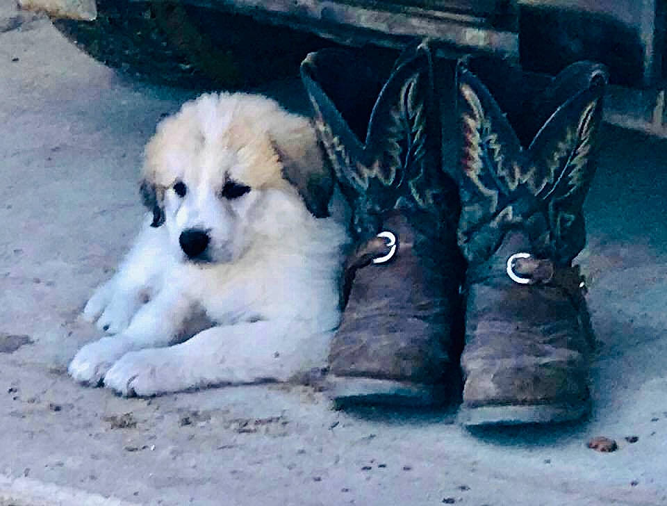 Nannie joined the competition — help win amazing prizes! ancient_dog_breeds, boot, canidae, carnivore, companion_dog, dog, dog_breed, great_pyrenees, livestock_guardian_dog, non_sporting_group, polish_tatra_sheepdog, puppy, slovak_cuvac, snow_boot, sporting_group, walking_shoe, work_boots, working_animal, working_dog