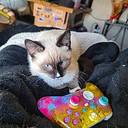 Cobra joined the competition — help win amazing prizes! cat, siamese_cat, blue_eyes, video_game_controller, colorful_controller, black_blanket, furry, indoor, pet, animal, cute, relaxed, gaming, technology, home, cozy, close_up, whiskers, playful, soft