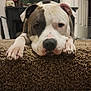 dog, pitbull, carpet, indoor, pet, animal, step, lying_down, brown, white, ears, nose, face, paw, home, decor, dreamcatcher, tank, red, furniture