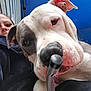 Federal is registered to the contest to win money with this photo: dog, pit_bull, close_up, face, person, outdoor, blue_canopy, black_object, nose, ear, pet, animal, curious, portrait, sniffing, white, gray, human, casual, tent