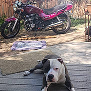 Federal joined the competition — help win amazing prizes! dog, motorcycle, outdoor, deck, wooden_fence, sunlight, shadow, mat, pet, vehicle, vintage, yard, relaxed, brown, white, black, leisure, spring, nature, calm