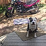 Federal is registered to the contest to win money with this photo: dog, motorcycle, outdoor, yard, pet_bed, wooden_fence, concrete, mat, sunlight, shadow, plant, grass, black_and_white, seated, canine, vehicle, two_wheeler, leaves, nature, quiet